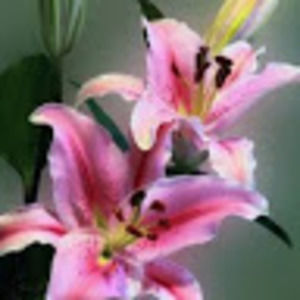 Meet your Posher, Lacey